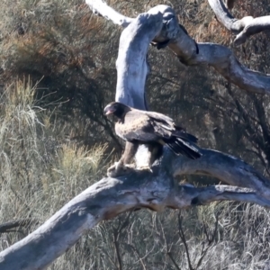 Aquila audax at Ainslie, ACT - 30 Jul 2021