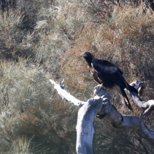 Aquila audax at Ainslie, ACT - 30 Jul 2021