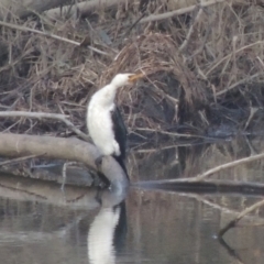 Microcarbo melanoleucos (Little Pied Cormorant) at Tennent, ACT - 7 Jul 2021 by michaelb