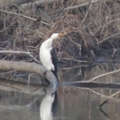 Microcarbo melanoleucos (Little Pied Cormorant) at Tennent, ACT - 7 Jul 2021 by MichaelBedingfield