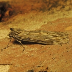 Ciampa arietaria (Brown Pasture Looper Moth) at Paddys River, ACT - 14 Apr 2021 by MichaelBedingfield