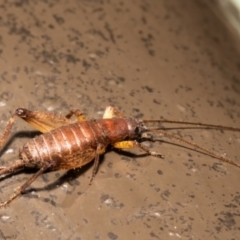 Mogoplistidae (family) (Scaly cricket) at Acton, ACT - 6 Aug 2021 by Roger