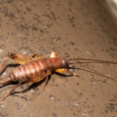 Mogoplistidae (family) (Scaly cricket) at ANBG - 6 Aug 2021 by Roger