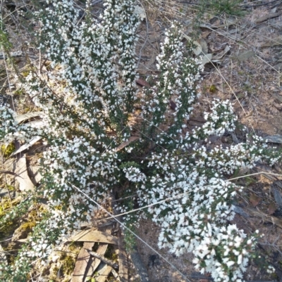 Cryptandra amara (Bitter Cryptandra) at Wingecarribee Local Government Area - 7 Aug 2021 by @Joadja