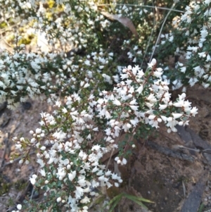 Cryptandra amara at Joadja, NSW - 7 Aug 2021