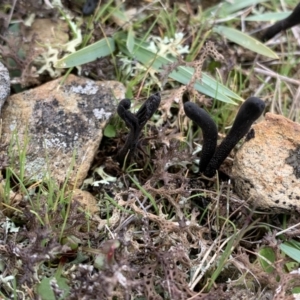 Geoglossum at Nanima, NSW - 7 Aug 2021