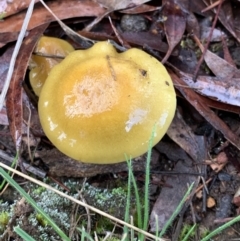 zz agaric (stem; gills not white/cream) at Nanima, NSW - 7 Aug 2021 12:42 PM