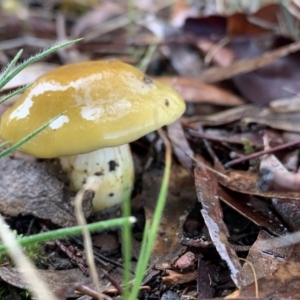 zz agaric (stem; gills not white/cream) at Nanima, NSW - 7 Aug 2021