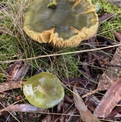 zz agaric (stem; gills not white/cream) at Nanima, NSW - 7 Aug 2021 12:42 PM