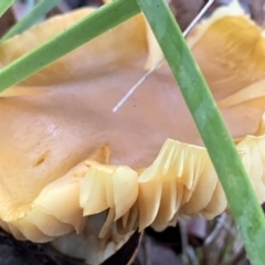 zz agaric (stem; gills not white/cream) at Nanima, NSW - 7 Aug 2021