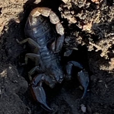 Urodacus manicatus (Black Rock Scorpion) at Nanima, NSW - 7 Aug 2021 by 81mv