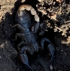 Urodacus manicatus (Black Rock Scorpion) at Nanima, NSW - 7 Aug 2021 by 81mv