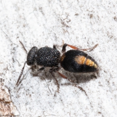 Ephutomorpha sp. (genus) (Mutillid wasp or Velvet ant) at Holt, ACT - 6 Aug 2021 by Roger