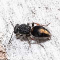 Ephutomorpha sp. (genus) (Mutillid wasp or Velvet 'ant') at Holt, ACT - 6 Aug 2021 by Roger