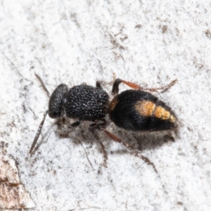 Ephutomorpha sp. (genus) at Kama - 6 Aug 2021