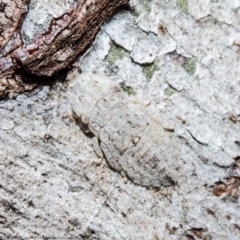 Ledromorpha planirostris (A leafhopper) at Molonglo River Reserve - 6 Aug 2021 by Roger