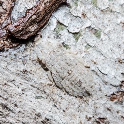 Ledromorpha planirostris (A leafhopper) at Holt, ACT - 6 Aug 2021 by Roger