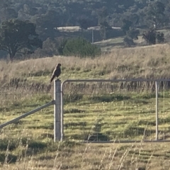 Falco berigora (Brown Falcon) at Nanima, NSW - 7 Aug 2021 by 81mv