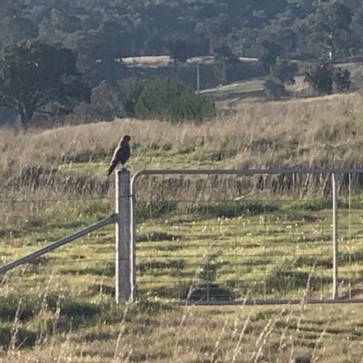 Falco berigora (Brown Falcon) at Nanima, NSW - 7 Aug 2021 by 81mv