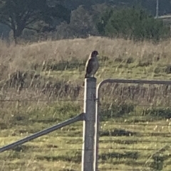 Falco berigora at Nanima, NSW - 7 Aug 2021 01:06 PM