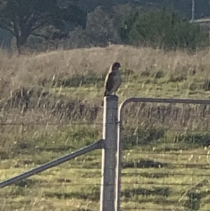 Falco berigora at Nanima, NSW - 7 Aug 2021 01:06 PM