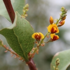 Daviesia latifolia (Hop Bitter-Pea) at Wodonga - 7 Aug 2021 by Kyliegw