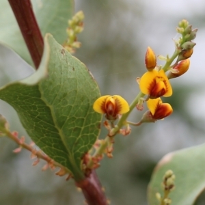 Daviesia latifolia at Wodonga, VIC - 7 Aug 2021 12:31 PM