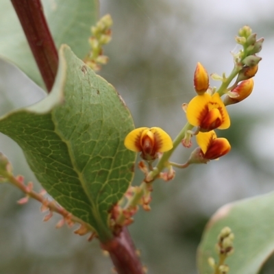 Daviesia latifolia (Hop Bitter-Pea) at WREN Reserves - 7 Aug 2021 by Kyliegw