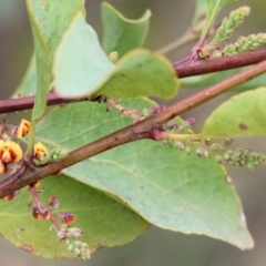 Daviesia latifolia at Wodonga, VIC - 7 Aug 2021