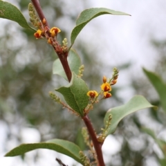 Daviesia latifolia at Wodonga, VIC - 7 Aug 2021