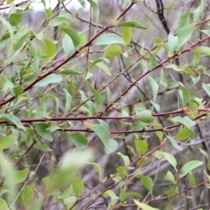 Daviesia latifolia at Wodonga, VIC - 7 Aug 2021