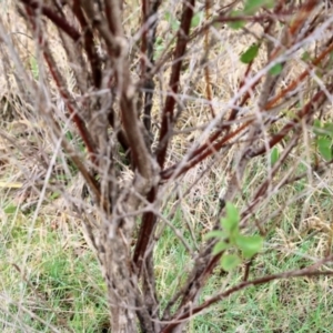 Daviesia latifolia at Wodonga, VIC - 7 Aug 2021