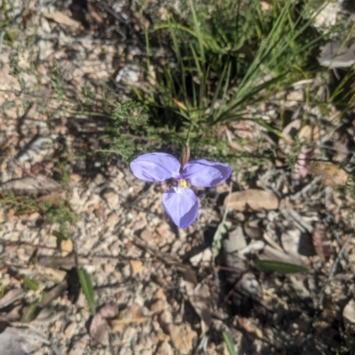 Patersonia glabrata (Native Iris) at Mogo, NSW - 7 Aug 2021 by WalterEgo