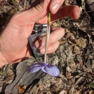 Patersonia glabrata at Mogo, NSW - 7 Aug 2021