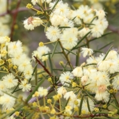 Acacia genistifolia (Early Wattle) at Wodonga - 7 Aug 2021 by KylieWaldon