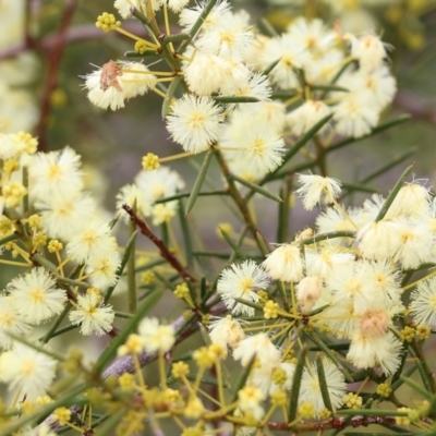 Acacia genistifolia (Early Wattle) at Castle Creek, VIC - 7 Aug 2021 by KylieWaldon