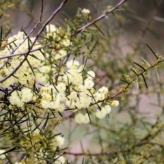 Acacia genistifolia at Castle Creek, VIC - 7 Aug 2021 12:22 PM