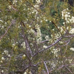 Acacia genistifolia at Castle Creek, VIC - 7 Aug 2021 12:22 PM