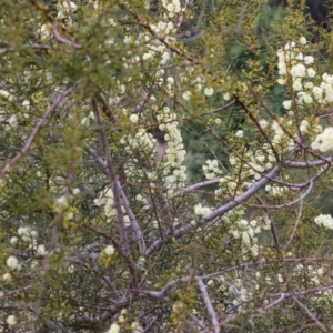 Acacia genistifolia at Castle Creek, VIC - 7 Aug 2021