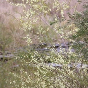 Acacia genistifolia at Castle Creek, VIC - 7 Aug 2021