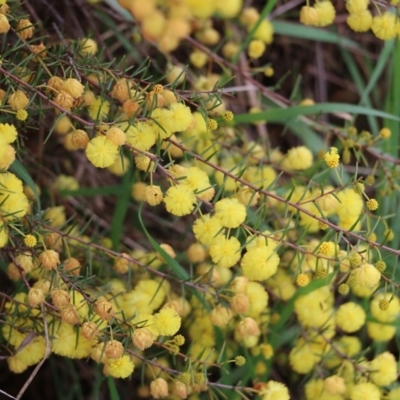 Acacia ulicifolia (Prickly Moses) at Wodonga - 7 Aug 2021 by Kyliegw