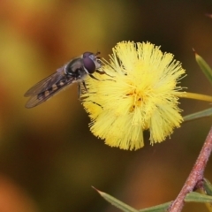 Syrphini (tribe) (Unidentified syrphine hover fly) at Wodonga, VIC - 7 Aug 2021 by KylieWaldon