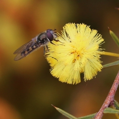 Syrphini sp. (tribe) (Unidentified syrphine hover fly) at Wodonga, VIC - 7 Aug 2021 by KylieWaldon