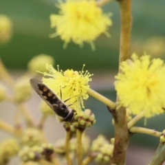 Syrphini sp. (tribe) at Wodonga, VIC - 7 Aug 2021