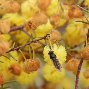 Syrphini sp. (tribe) at Wodonga, VIC - 7 Aug 2021