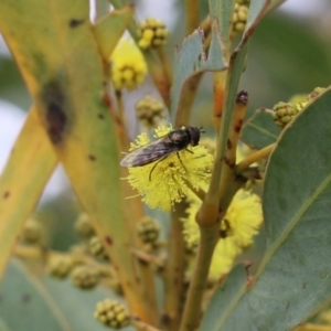 Syrphini sp. (tribe) at Wodonga, VIC - 7 Aug 2021