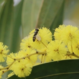 Syrphini sp. (tribe) at Wodonga, VIC - 7 Aug 2021