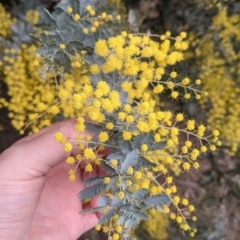 Acacia baileyana (Cootamundra Wattle, Golden Mimosa) at Albury - 7 Aug 2021 by Darcy