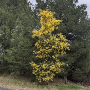 Acacia baileyana at Table Top, NSW - 7 Aug 2021 11:25 AM