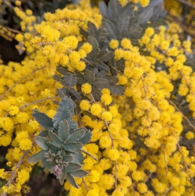 Acacia baileyana (Cootamundra Wattle, Golden Mimosa) at Albury - 7 Aug 2021 by Darcy